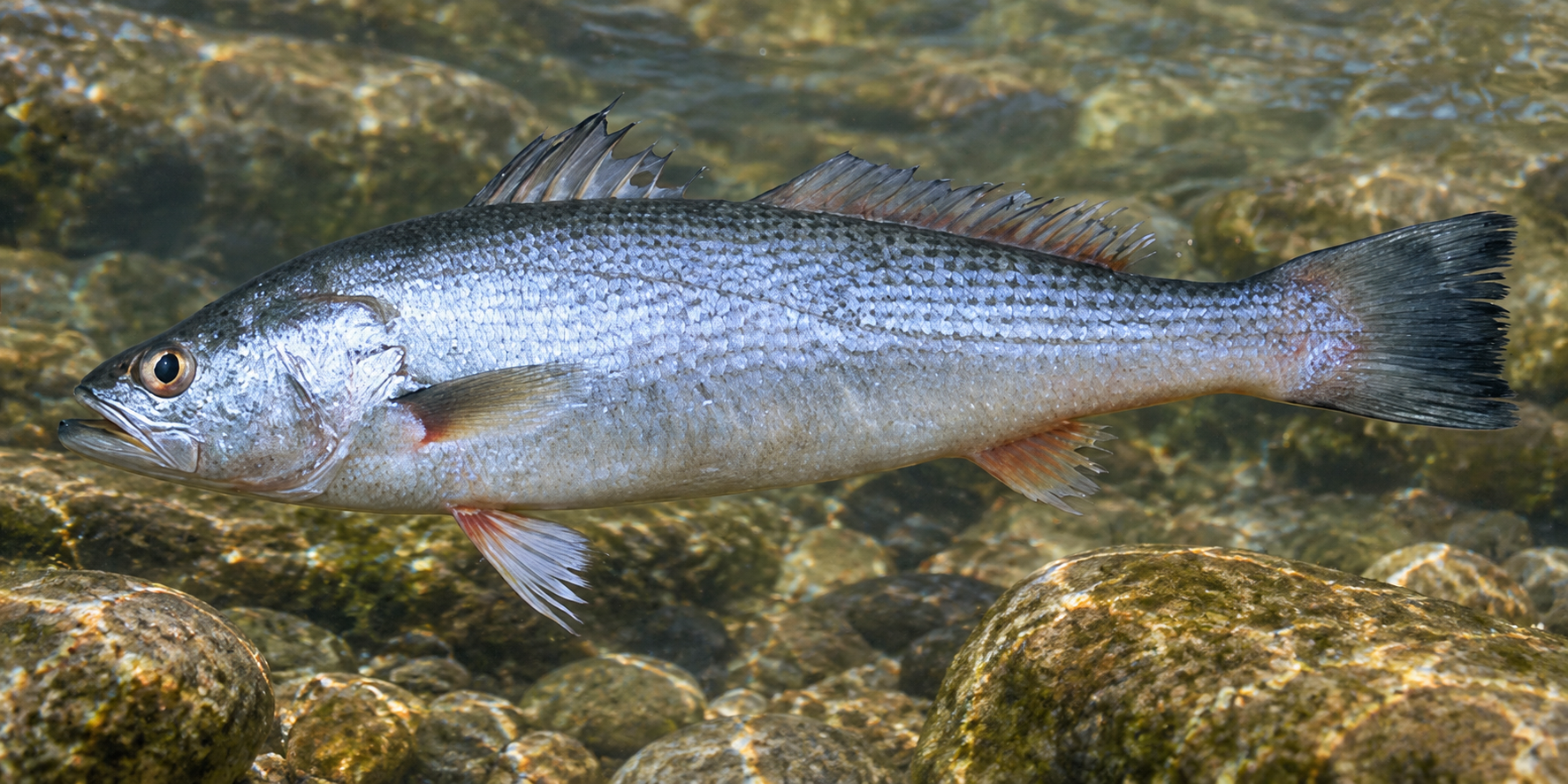 Pesca de Pescadilla (Cynoscion guatucupa)