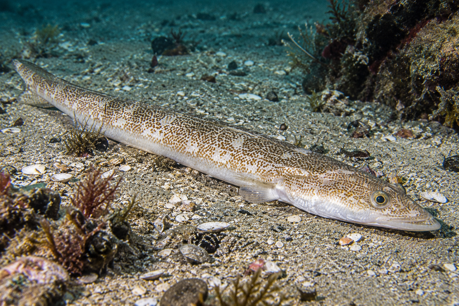 Pesca de Pez Palo (Percophis brasiliensis)