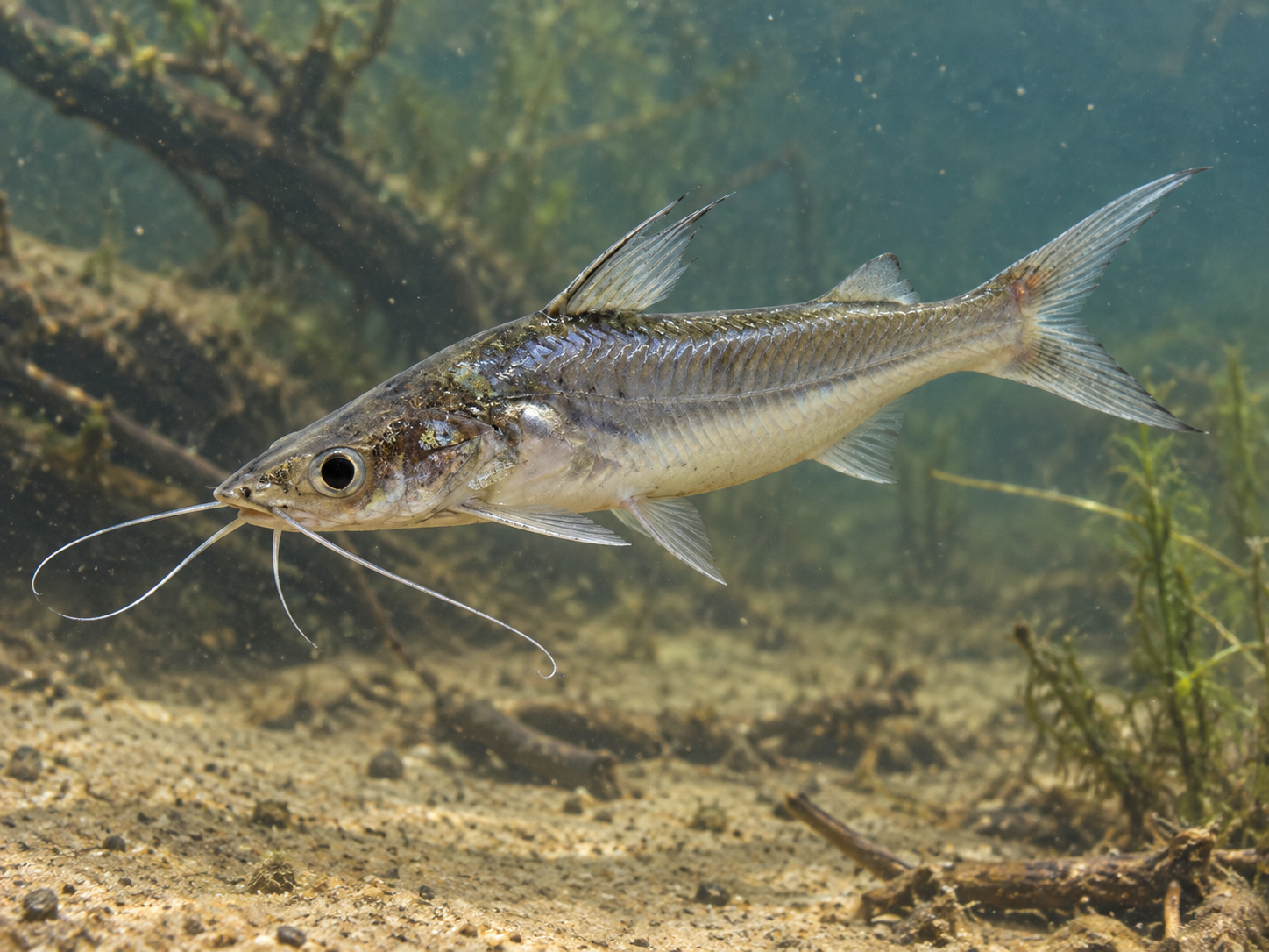 Pesca de Porteñito (Parapimelodus valenciennis)