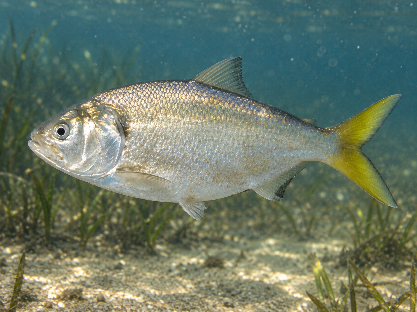 Pesca de Saraca (Brevoortia aurea)