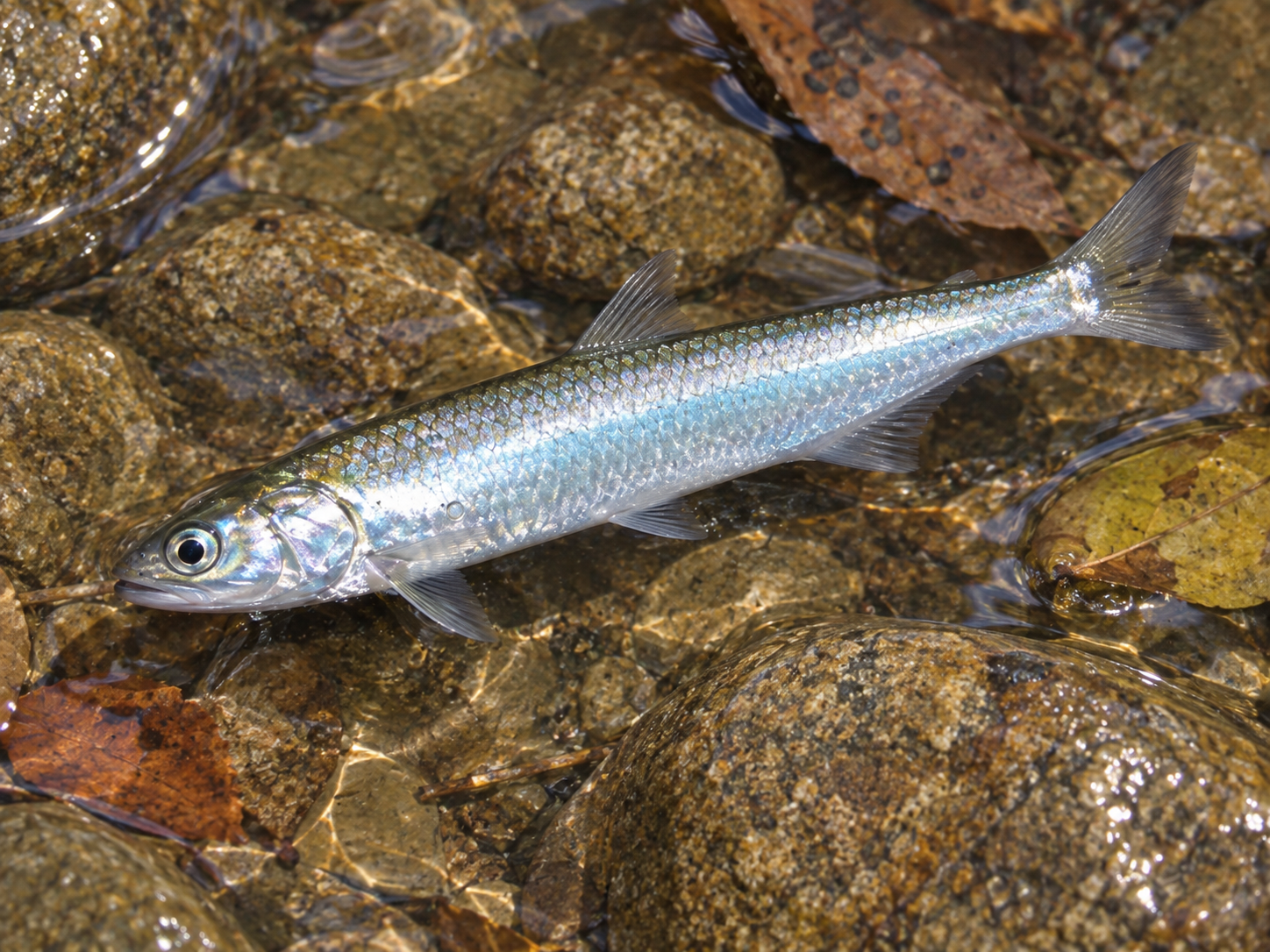 Pesca de Sardina de Río (Lycengraulis grossidens)