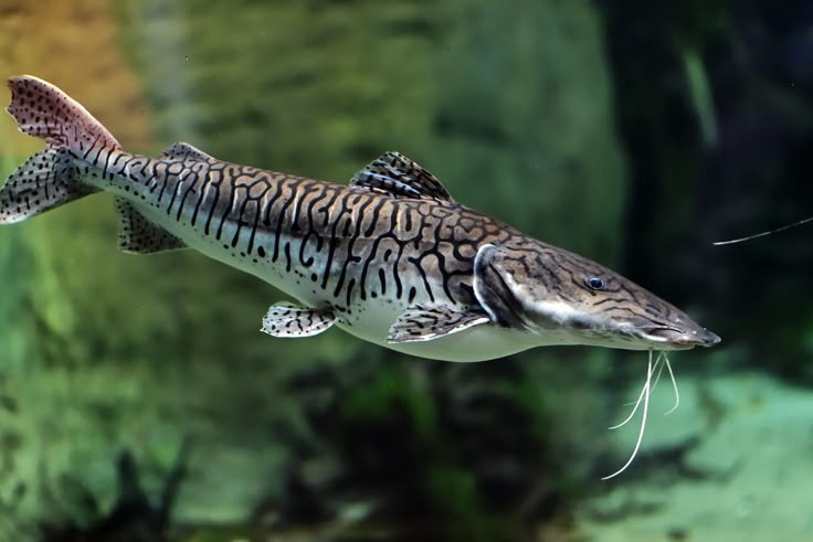 Pesca de Surubí Atigrado (Pseudoplatystoma fasciatum)