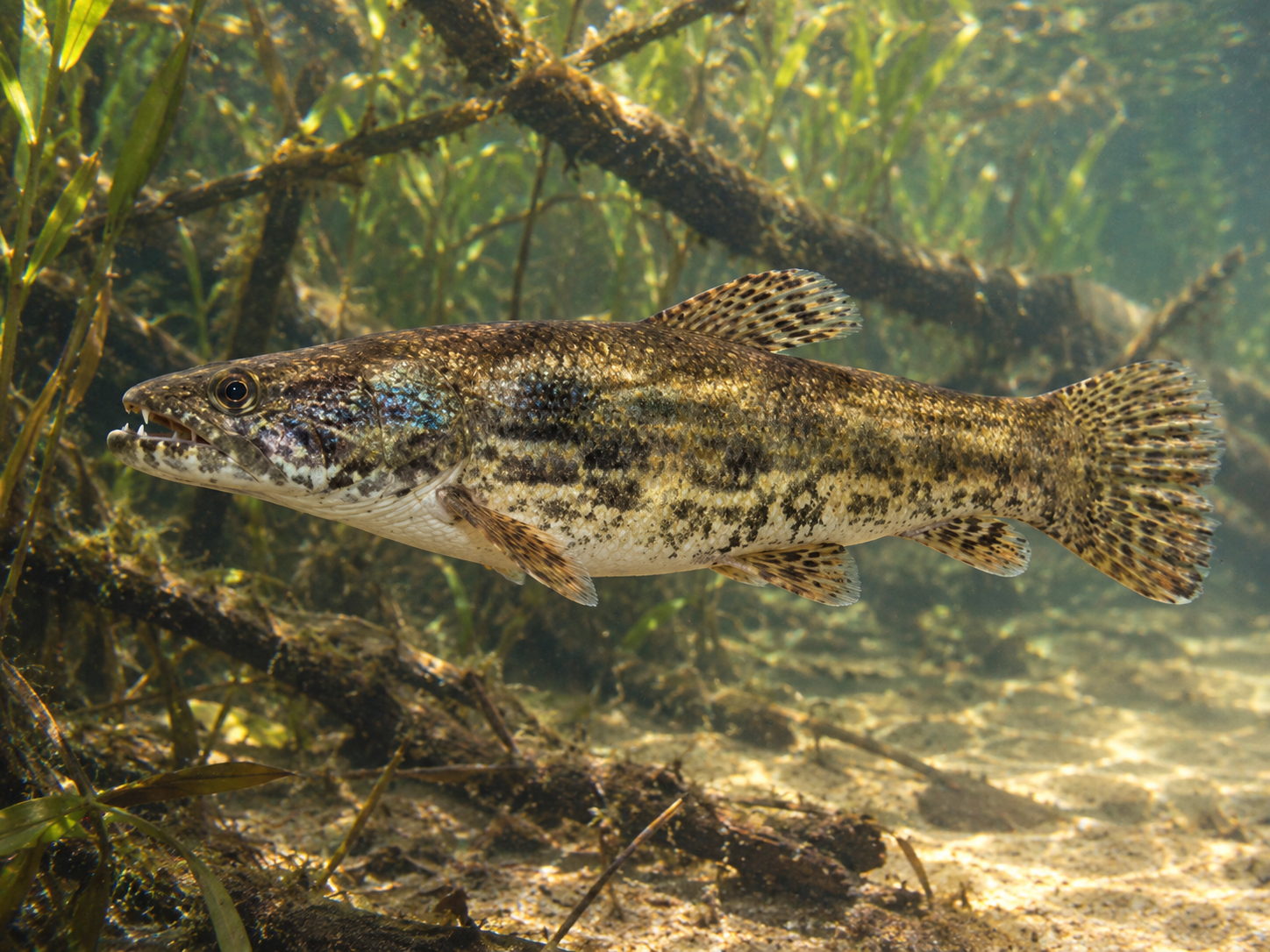 Pesca de Tararira Azul (Tornasol) (Hoplias lacerdae)