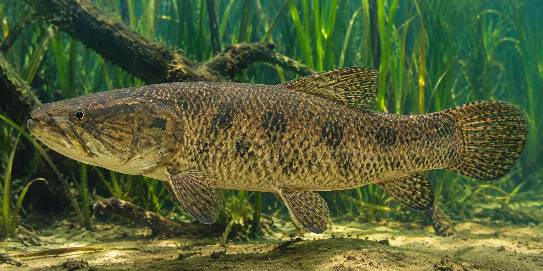 Pesca de Tararira (Hoplias malabaricus)