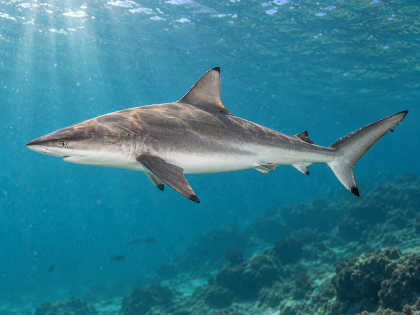 Pesca de Tiburón Bacota (Carcharhinus brachyurus)