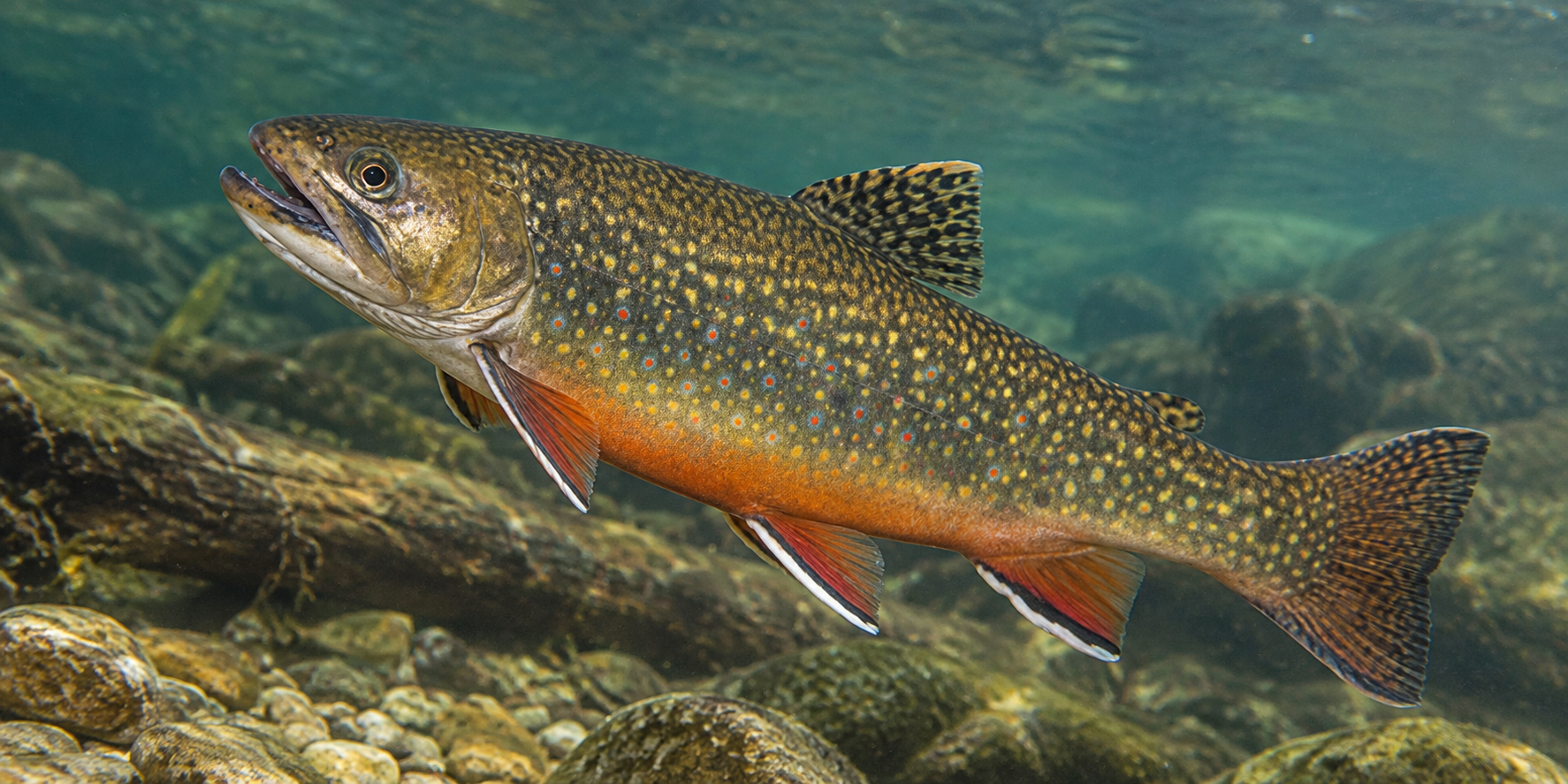 Pesca de Trucha Fontinalis (Salvelinus fontinalis)