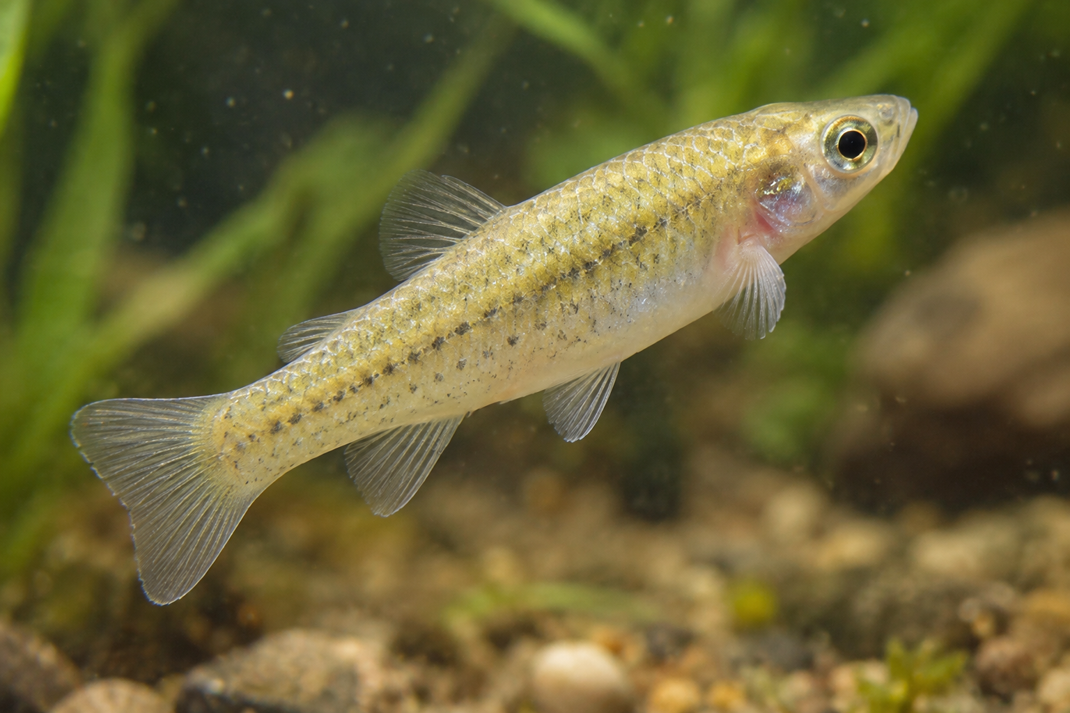 Pesca de Virolito (Jenynsia multidentata)